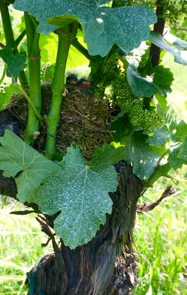 Bird nest in our vineyards