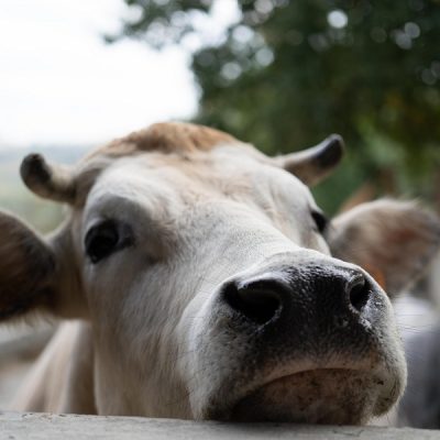 Le nostre mucche - Foto di Alessandro Beltrame