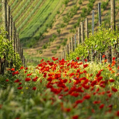 Fiori tra i filari