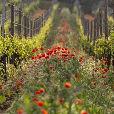 Fiori tra i filari