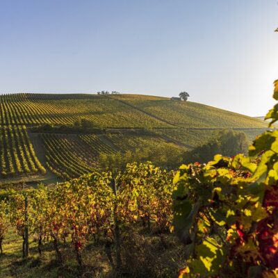 I nostri vigneti